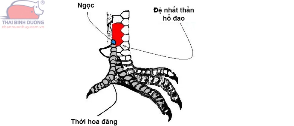 Giới thiệu về vảy gà Huyền Trâm tại 8day 